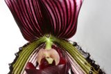 Vibrant Orchid in Close-up