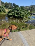 Serene Stroll near the Pond