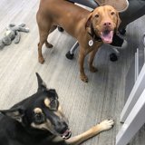 Desk Dwellers