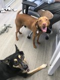 Canine Companions