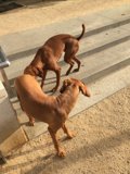 Playtime on the Steps