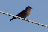 Perched Beauty: The Vibrant Bluebird