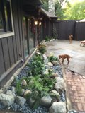 Peaceful Paws in Altadena