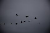 Sky Ballet at Pescadero Beach