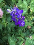 Bee visiting a vibrant purple Geranium