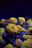 The Vibrant Dance of Aquatic Life
