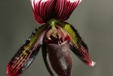 Delicate Orchid Blooms