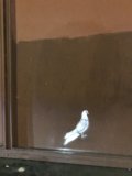 Flight of the White Bird