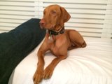 Furry Companion on the Bed