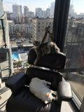 Feline Friends Enjoy City Views from Cozy Armchair