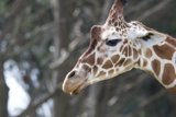 Majestic Giraffe at SF Zoo