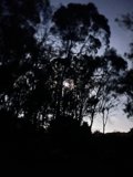 Night Canvas: A Backseat View