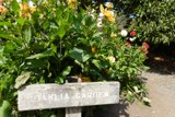 Welcome to the Dahlia Garden