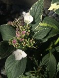 White Flowered Acanthaceae Plant