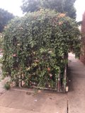 Arbour Garden Fence