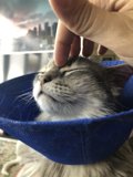 Cone of Shame