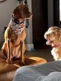 Two Pups and a Plush Couch