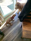 Canine Companions on a Wooden Floor