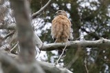 Red-shouldered Hawk Perched in Winter Trees