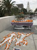 Pumpkins and Plants at Civic Center Mall