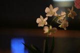 Orchid in Bloom