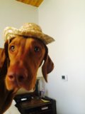 The Fashionable Hound of Santa Fe