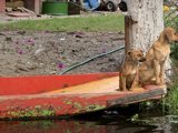Barking Up the Boating Tree