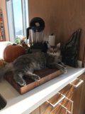 Curious Cat in the Kitchen