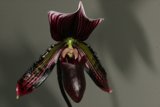 Crimson Beauty