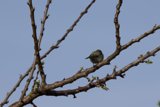 Spring's Subtle Arrival