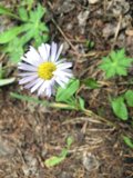 Lone Daisy in Santa Fe
