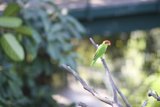 Perched Parakeet