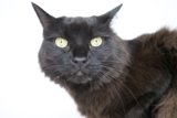 Intense Gaze of a Black Cat