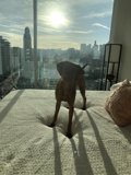 City Pup on a Cloudy Day
