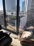 A Feline's View of the Metropolis