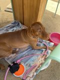 Lazy Summer Days with Furry Friends