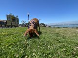 Sunny Day Sniffs