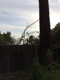 Majestic Palm Tree Encompassed by a Wooden Fence