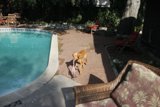 Poolside Pooch