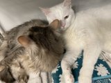 Feline Friends