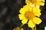 Sunny Daisy in the Desert