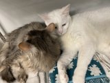 Feline Companions