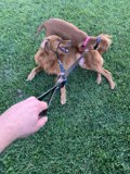 Pups at Play