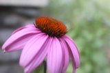 Purple Daisy in Altadena