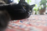 Relaxing Black Cat on a Cozy Rug