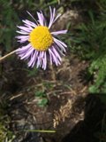 Purple Daisy at Santa Fe Plaza