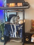 The Music-Loving Feline