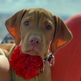Flower Power Canines