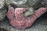 Ochre Sea Star Wedged Between Intertidal Rocks