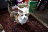 A Feline Christmas